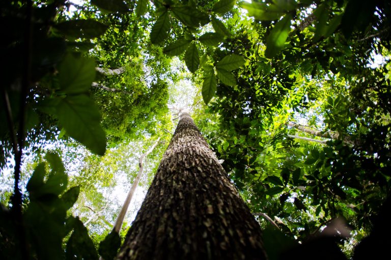 Comissão de Meio Ambiente analisa processos de concessão de unidades de conservação