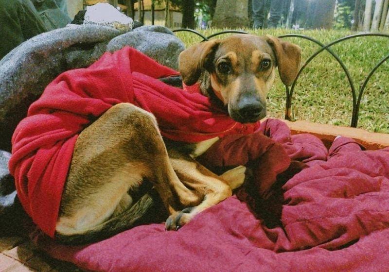 Campanha de agasalho também protegerá animais de rua. Veja como ajudar