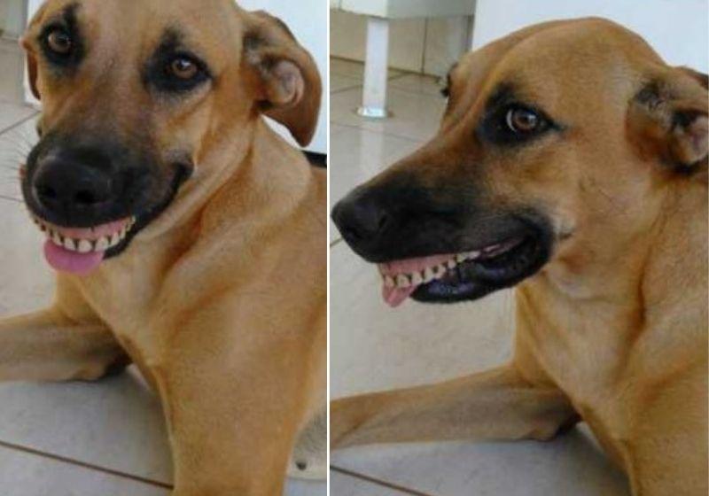 Cachorra encontra dentadura e diverte o tutor: “Quase morri de rir