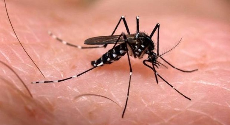 Cepa da dengue mais contagiosa e inédita no Brasil é detectada em GO