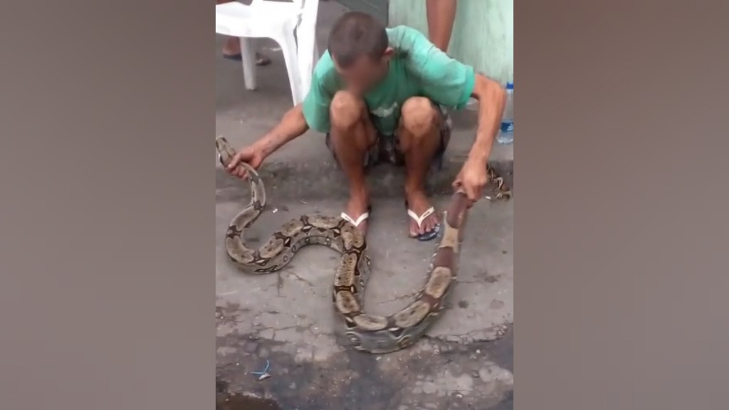 Vídeo: jibóia de 2 metros é encontrada em armazém no Centro de Manaus