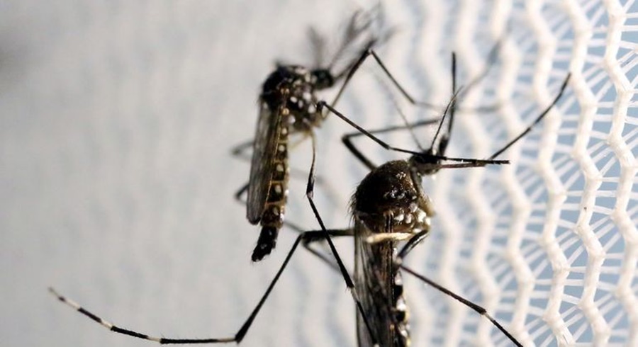 Dengue avança em áreas com pessoas menos imunizadas, e casos mais que dobram no país