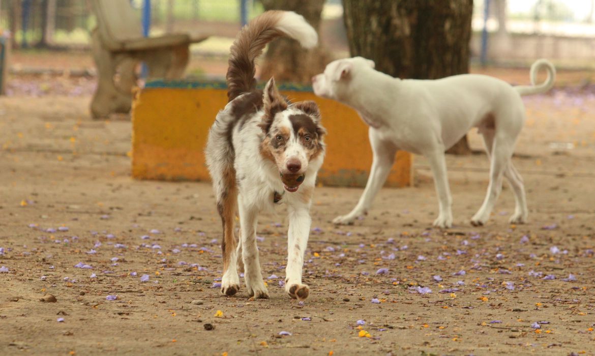 Brasília Ambiental lança campanha de castração de cães e gatos