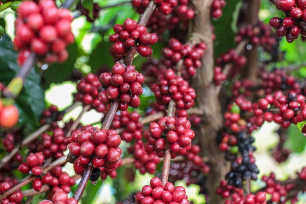 Semana da Cultura do Café acontece com Dias de Campo em três municípios no Amazonas