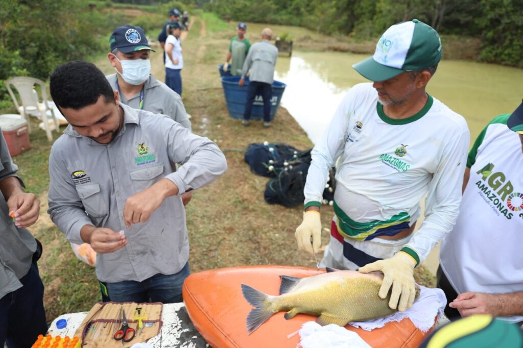 Governo do Amazonas realiza oficina de “chipagem” de peixes em Iranduba