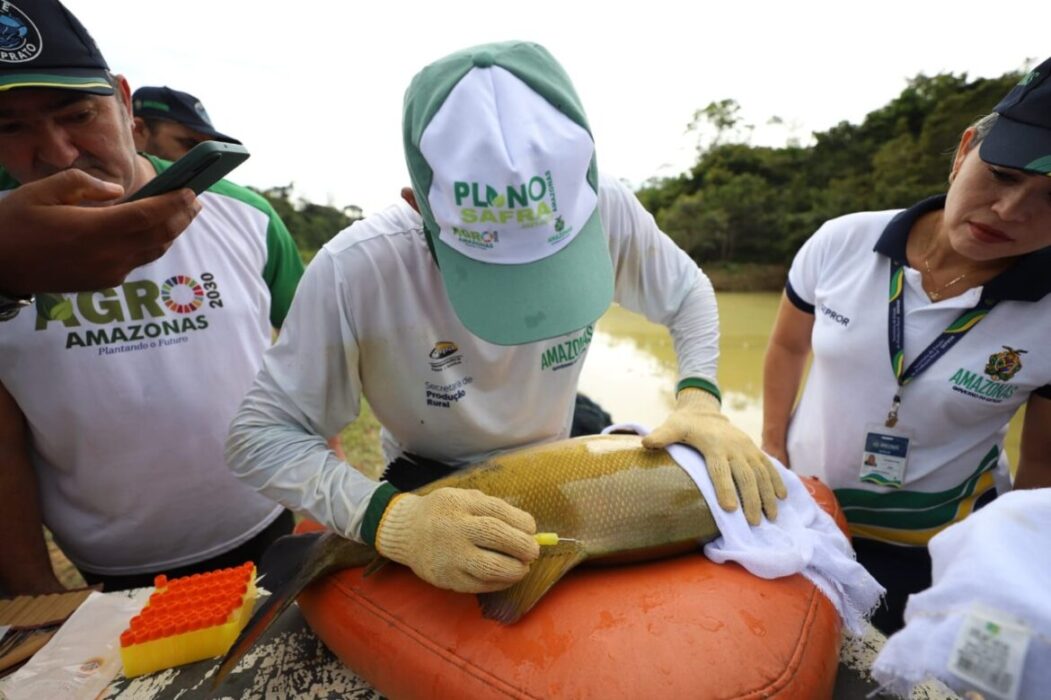 Governo do Amazonas realiza oficina de “chipagem” de peixes em Iranduba