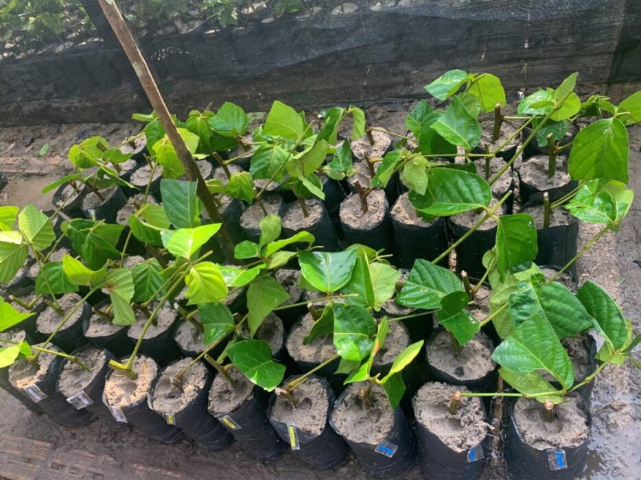 Estudo busca alternativa para baratear produção de mudas de guaraná no AM