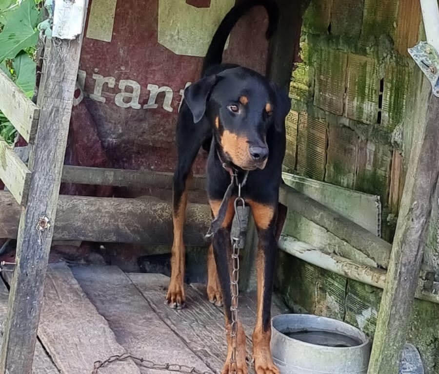 Cachorro que vivia amarrado e com fome é resgatado na Zona Norte