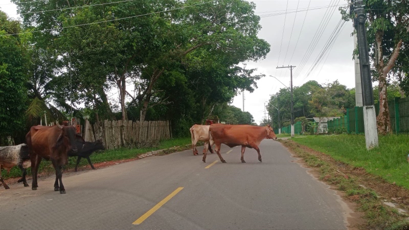 Animais que estiverem nas ruas serão apreendidos a partir desta segunda-feira (13), em Parintins