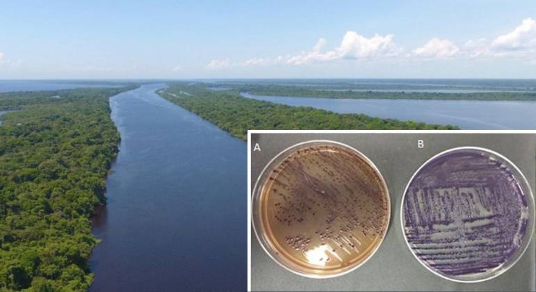 Substância achada em bactéria da Amazônia pode inovar tratamento de câncer e impedir a metástase 