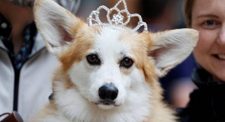 Cachorro favorito da rainha Elizabeth 2ª, corgi faz sucesso nas comemorações do Jubileu