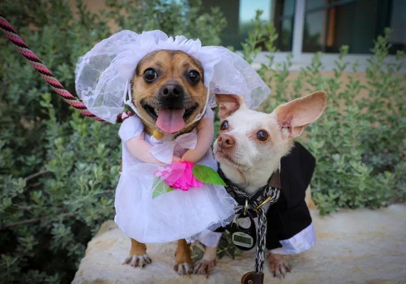 Chihuahuas inseparáveis ‘se casam’ em abrigo com festa e bolo