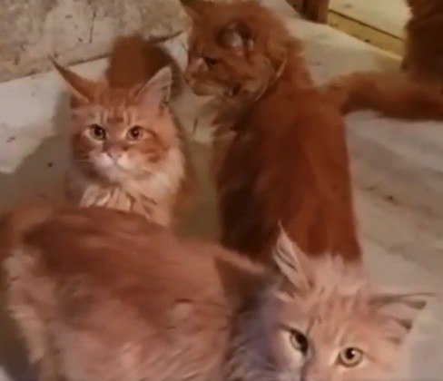 Mulher é comida pelos 20 gatos de estimação após morrer em casa