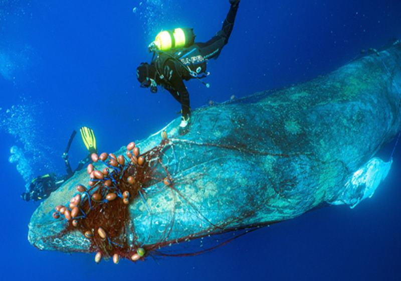 Mergulhadores salvam baleia jubarte presa em rede de pesca