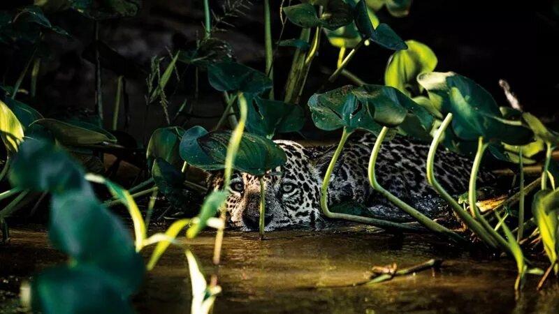 Pantanal: Fotógrafo registra primeiros sinais de regeneração após incêndios históricos