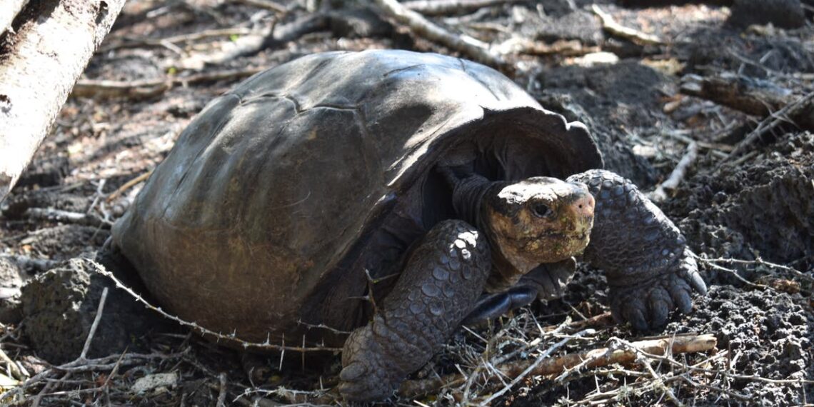 Cientistas encontram tartaruga-gigante de espécie que acreditavam estar extinta há 116 anos