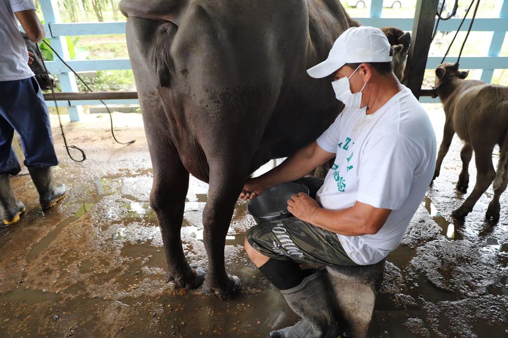 Dia no Campo: Governo do Amazonas realiza ação na bubalinocultura em Parintins