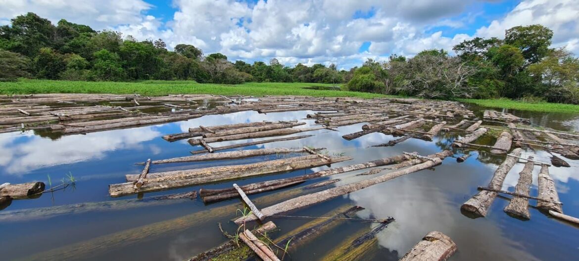 Sema apoia apreensão de 450 árvores derrubadas ilegalmente na RDS Piagaçu-Purus