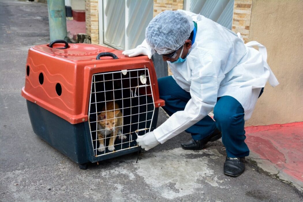 Prefeitura de Manaus prepara busca ativa de casos suspeitos de esporotricose na população felina