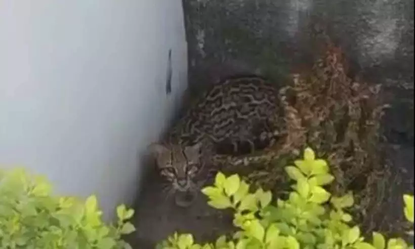 Vídeo: jaguatirica invade quintal de casa e assusta moradores