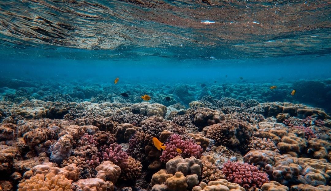 Dia mundial dos oceanos: períodico científico current biology aponta para os impactos nocivos da ação humana.