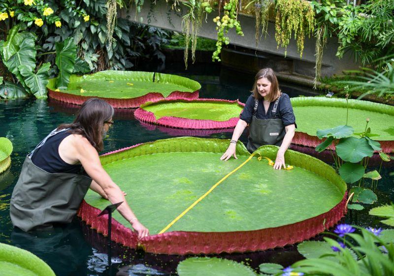 Cientistas encontram a maior vitória-régia do mundo. Veja as fotos