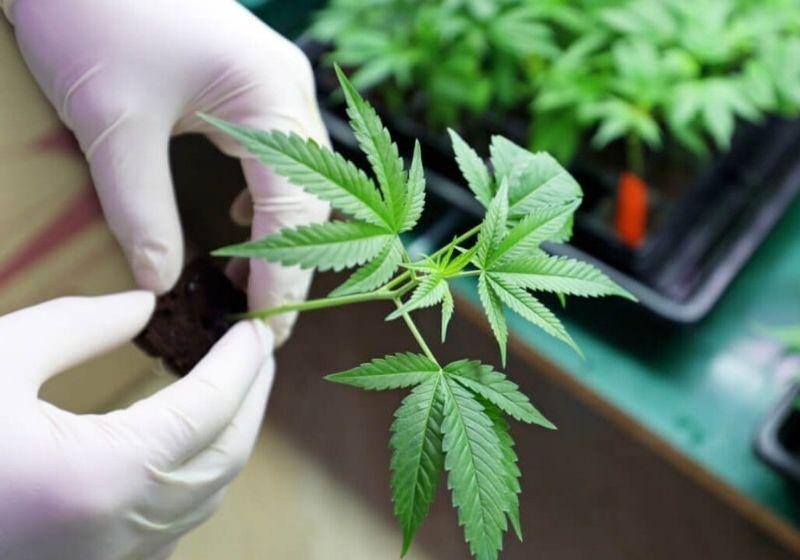 Inédito: STJ autoriza famílias a plantar maconha para fins medicinais