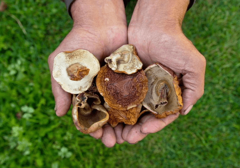 Cogumelos melhoram habilidade psicomotora de pessoas com mais de 55 anos