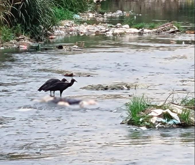 Corpo é encontrado boiando em igarapé na zona Norte