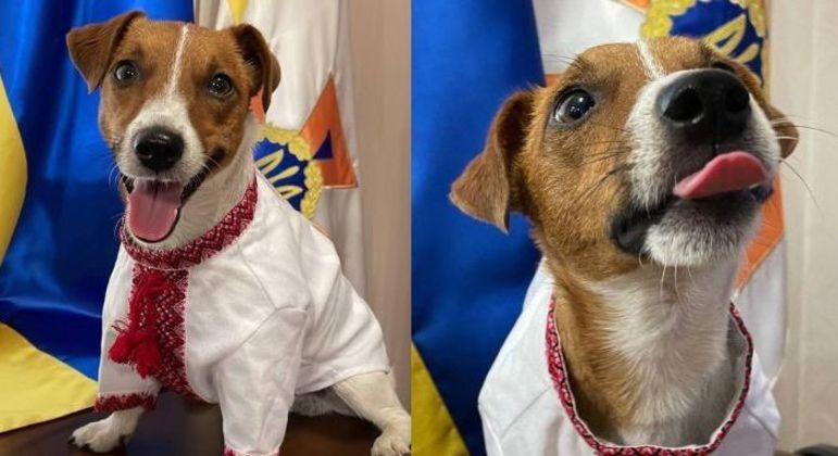 Cão farejador de minas posa em traje ucraniano para marcar Dia da Independência