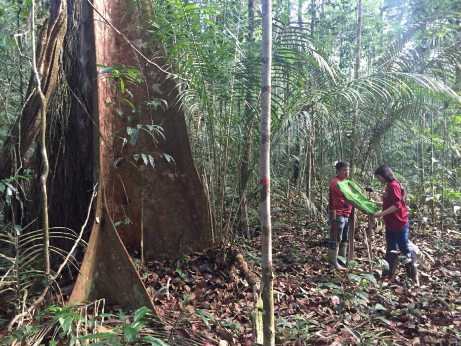 Crescimento da Floresta Amazônica é limitado pela falta de fósforo, revela estudo do Inpa e instituições parceiras