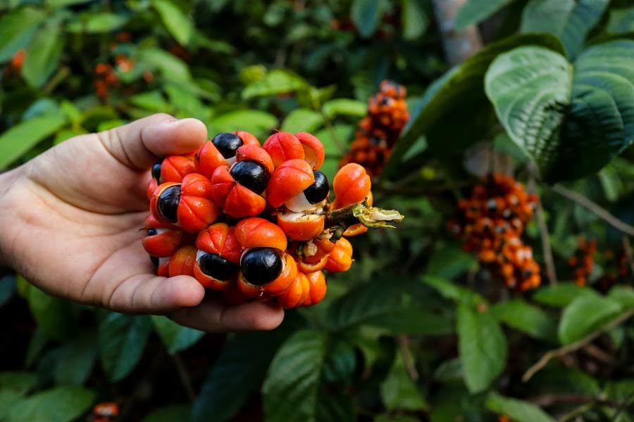 Programa Negócios da Floresta da Fapeam publica relação de propostas enquadradas