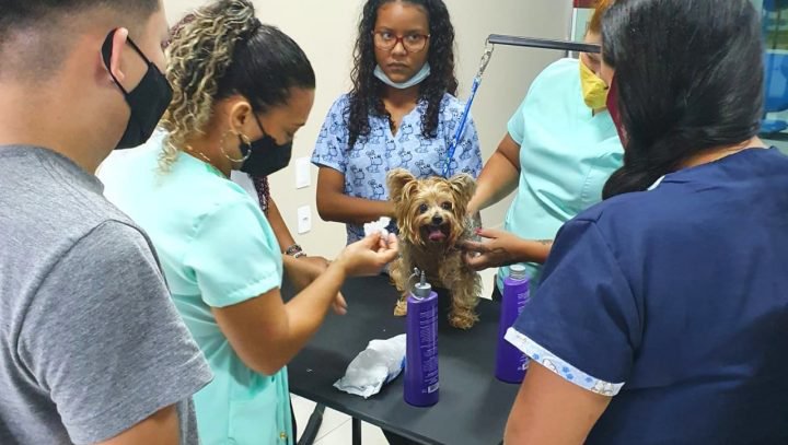 Prefeitura oferta 60 vagas gratuitas em cursos de ‘Banho e Tosa para Pets