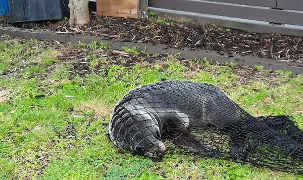 Foca invade casa após perseguir gato de pesquisador marinho