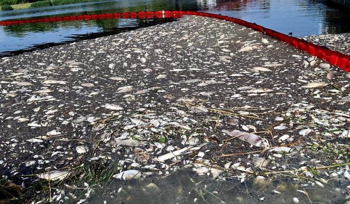 Alga tóxica pode ter causado morte de mais de 100 toneladas de peixes em rio na Europa