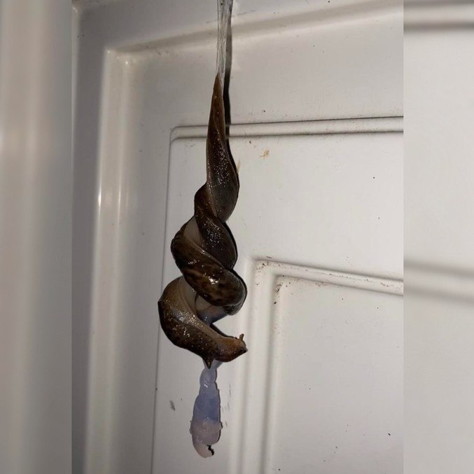 O que é isso? 'Espiral monstruosa' presa em porta de casa aterroriza rede social