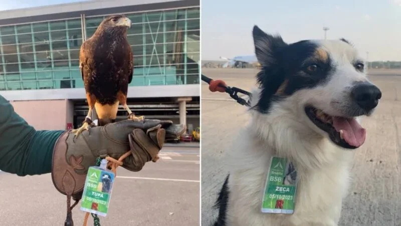 Cachorro e gavião reforçam equipe do Aeroporto de Brasília