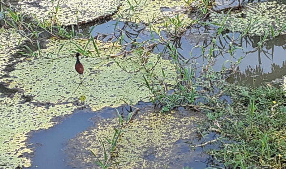 Fapeam oferece oportunidade para pesquisadores do Amazonas em monitoramento da biodiversidade e do ecossistema