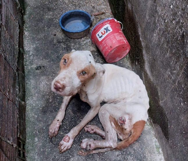 Mais de 70 animais são resgatados pelo S.O.S Pet neste ano, na Região Metropolitan de Manaus