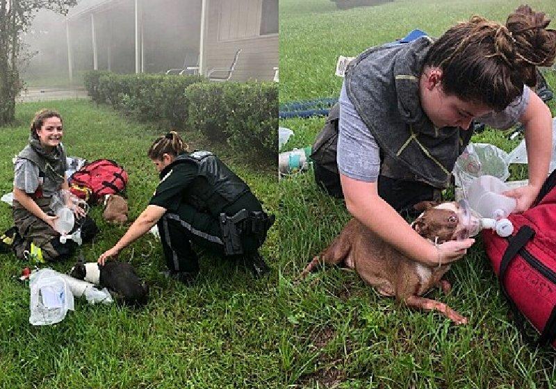 Mulher motorista entra em incêndio e salva 3 filhotes de cão presos em casa