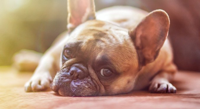 Mais duas marcas de petiscos para cães podem ter usado substância contaminada