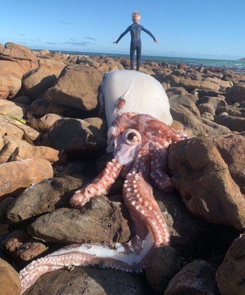 Monstro dos mares: lula-gigante que vive nas profundezas é encontrada em praia