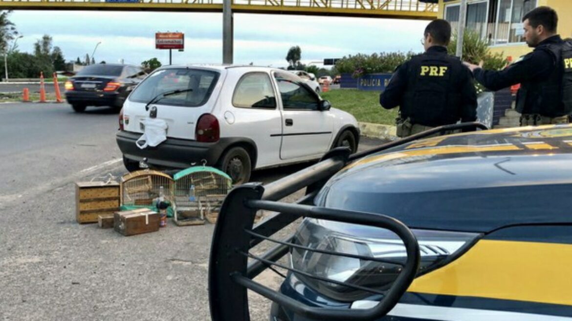 Três homens são presos transportando pássaros silvestres