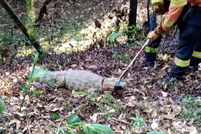 jacaré de dois metros invade casa de eventos em BH