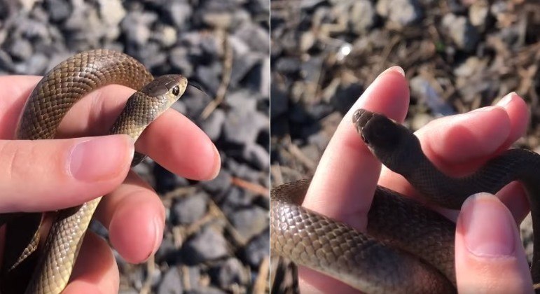 Sem saber, garotinha manuseia uma das serpentes mais venenosas do mundo