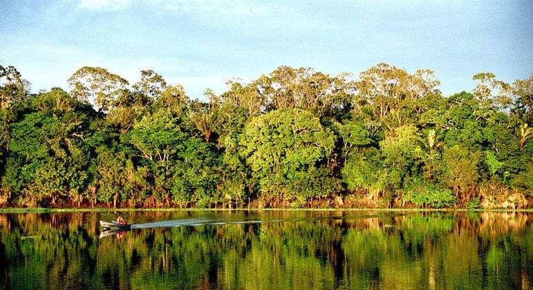 Falta de chuva afeta capacidade de resposta da floresta amazônica