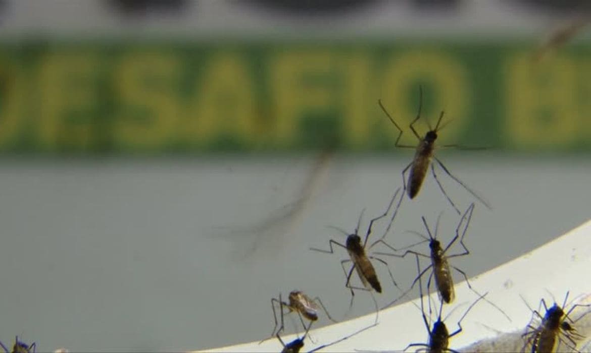 No Rio, infestação de Aedes aegypti é maior no centro e na zona oeste