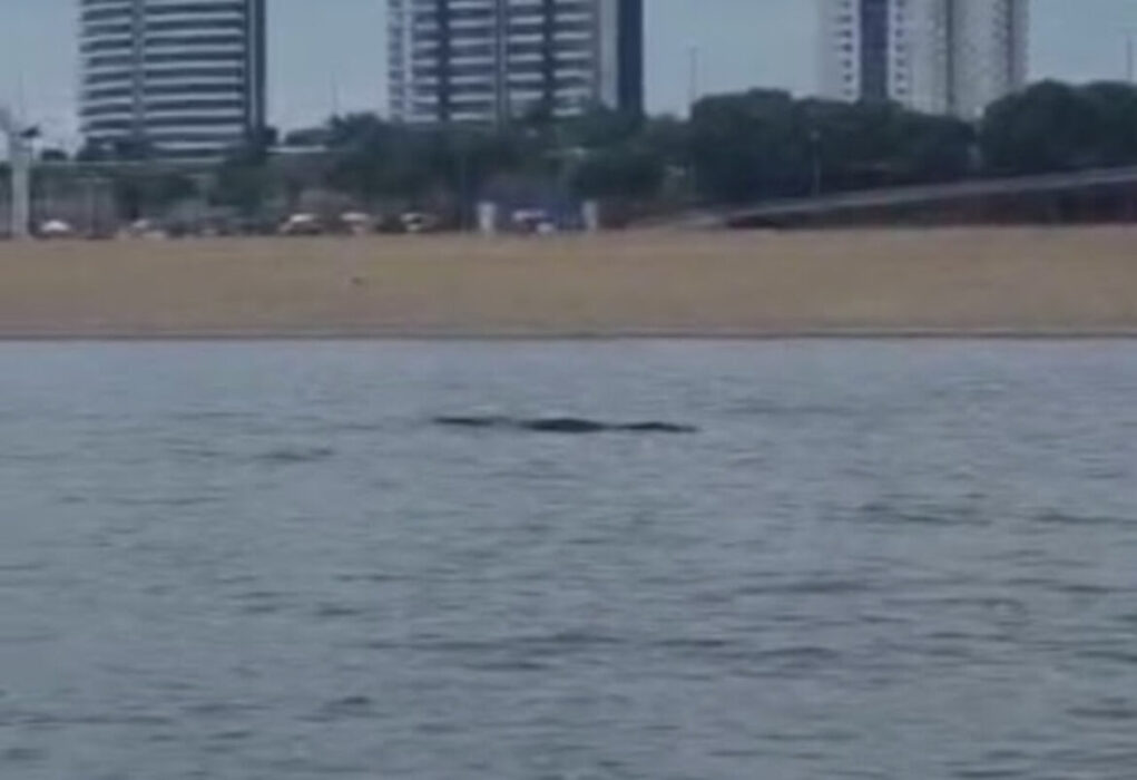 Vídeo: Jacaré aparece na praia da Ponta Negra