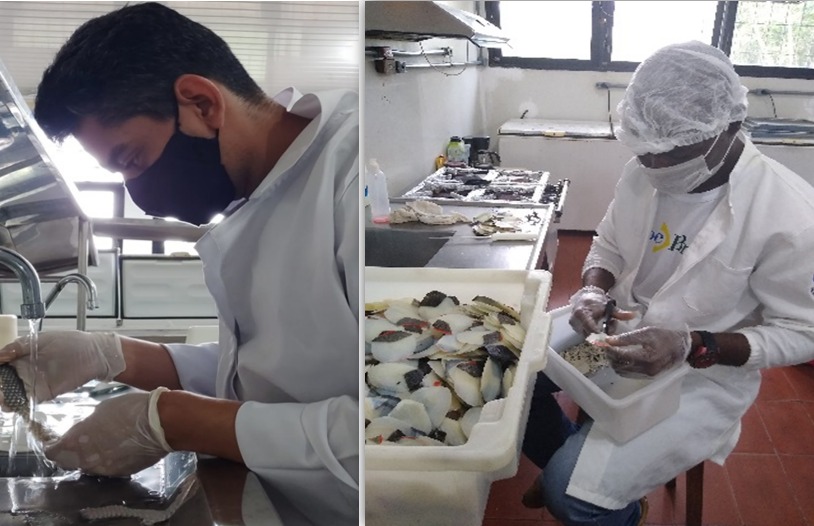 Pesquisa reaproveita resíduos de peixes amazônicos para extração e produção de colágenos e gelatinas