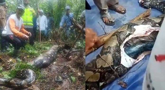 Mulher desaparecida é encontrada morta dentro de cobra gigante 